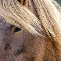 Buy canvas prints of Icelandic Horse by Vinicios de Moura