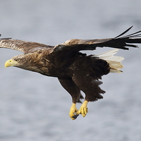 Buy canvas prints of  White tailed sea eagle by duncan speirs