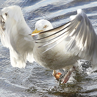 Buy canvas prints of  Seagull landing by duncan speirs