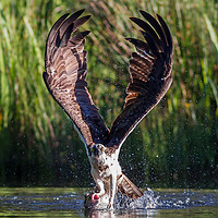 Buy canvas prints of Osprey by duncan speirs