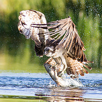 Buy canvas prints of Osprey catch by duncan speirs