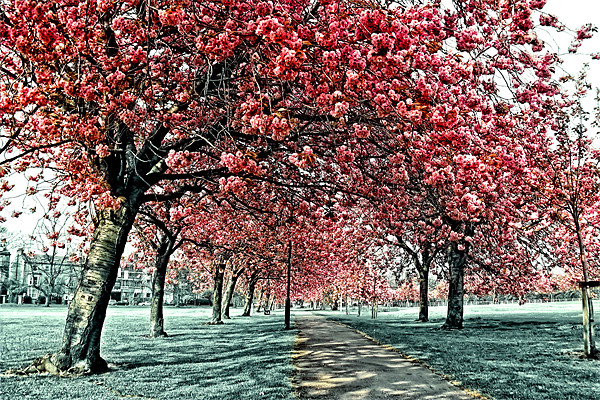 Cherry Blossom Path, Harrogate Framed Print by Paul M Baxter