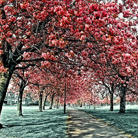 Buy canvas prints of Cherry Blossom Path, Harrogate by Paul M Baxter