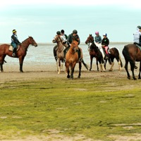 Buy canvas prints of Horses Training on the Causeway to Lindisfarne, No by Paul M Baxter