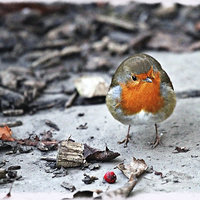 Buy canvas prints of Foraging Robin by Paul M Baxter