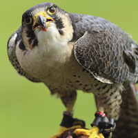 Buy canvas prints of  Peregrine Falcon by Paul M Baxter