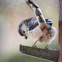 Buy canvas prints of  Long-Tailed Tit shelters from the rain by Paul M Baxter