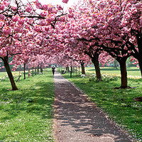 Buy canvas prints of Cherry Trees and Shadows on The Stray, Harrogate by Paul M Baxter