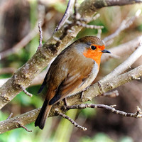 Buy canvas prints of  Robin Red-Breast by Paul M Baxter