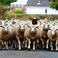 Buy canvas prints of Sheep Homeward Bound for Shearing by Paul M Baxter