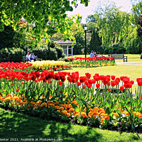 Buy canvas prints of The Valley Gardens in Spring   by Paul M Baxter