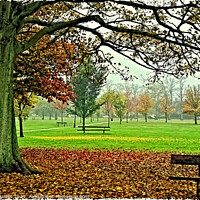 Buy canvas prints of West Park Stray by Paul M Baxter