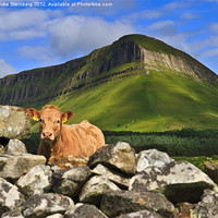 Buy canvas prints of Cow and Ben Bulben by Hauke Steinberg
