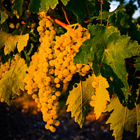 Buy canvas prints of Grapes by Jon Short