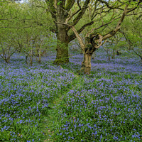 Buy canvas prints of Dartmoor Bluebell Wood by Jon Short