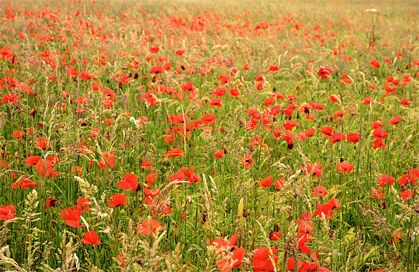 Field of Poppies Picture Board by Jon Short