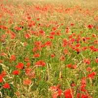 Buy canvas prints of Field of Poppies by Jon Short