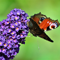 Buy canvas prints of Peacock on Buddleia by Jon Short