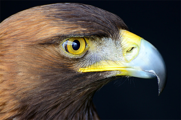 Golden Eagle Picture Board by Jon Short