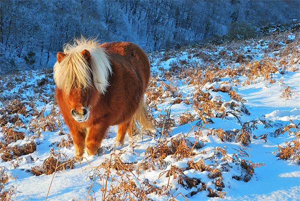 Ginger Pony in the Snow Picture Board by Jon Short