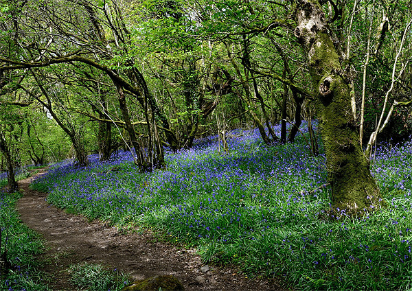 Bluebells in Meldon Woods Picture Board by Jon Short