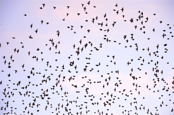 Murmuration of Starlings Picture Board by Jon Short