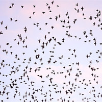 Buy canvas prints of Murmuration of Starlings by Jon Short