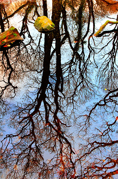 Flooded Forest Picture Board by Jon Short