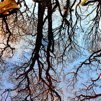 Buy canvas prints of Flooded Forest by Jon Short