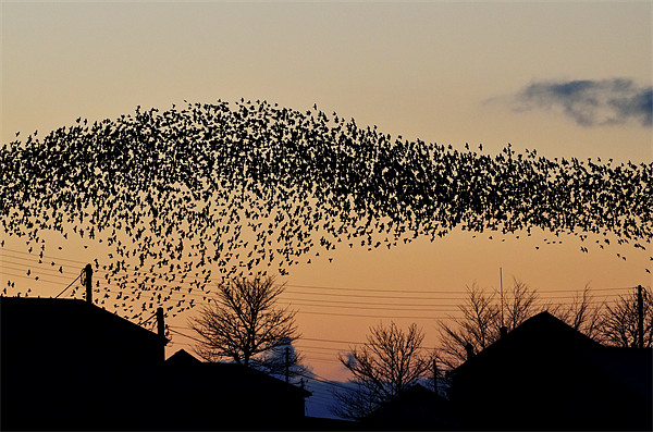 Starling Storm Picture Board by Jon Short