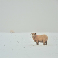 Buy canvas prints of Snowy Sheep by Jon Short