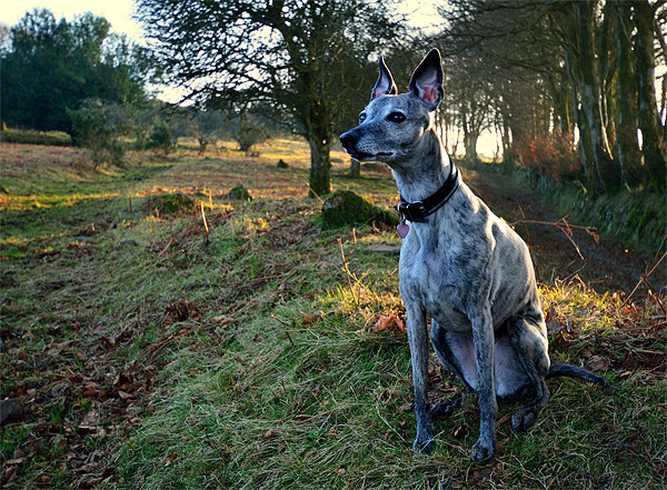 Sighthound, Looking and Listening Picture Board by Jon Short