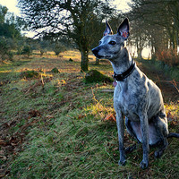 Buy canvas prints of Sighthound, Looking and Listening by Jon Short
