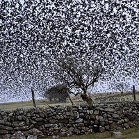 Buy canvas prints of Starling Storm by Jon Short