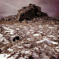 Buy canvas prints of Whippet at Wintry West Mill Tor by Jon Short