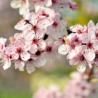 Buy canvas prints of Cherry Blossom by Jon Short