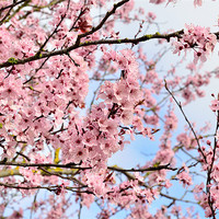 Buy canvas prints of Cherry Blossom by Jon Short