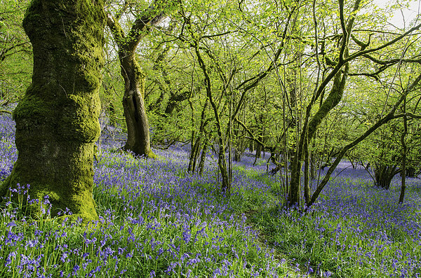 Bluebell Wood Picture Board by Jon Short