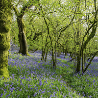 Buy canvas prints of Bluebell Wood by Jon Short