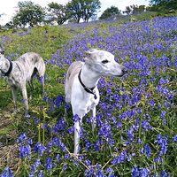 Buy canvas prints of Whippets and Bluebells by Jon Short