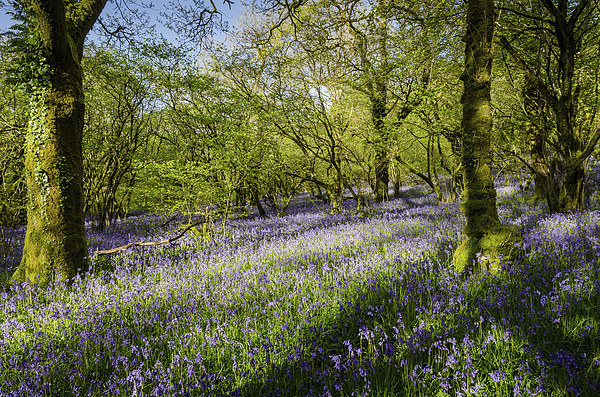 Dartmoor Bluebell Wood Picture Board by Jon Short
