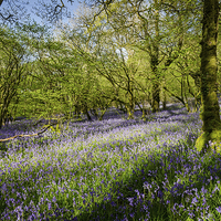 Buy canvas prints of Dartmoor Bluebell Wood by Jon Short