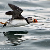 Buy canvas prints of Puffintake off Farne island by Rick Lindley