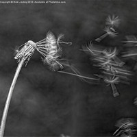 Buy canvas prints of Dandelion blowing in the wind by Rick Lindley