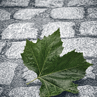 Buy canvas prints of On the cobbles by Rick Lindley