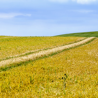 Buy canvas prints of  Fields of Gold by Rick Lindley