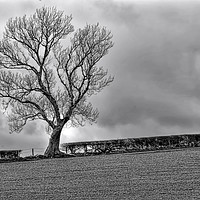 Buy canvas prints of The Tree  by Rick Lindley