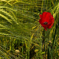 Buy canvas prints of Lone Poppy by Keith Barker