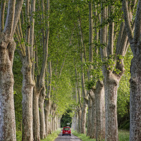 Buy canvas prints of Plane tree Avenue by Keith Barker