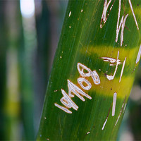 Buy canvas prints of Bamboo close up by Nick Vaillette